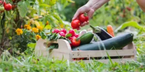 What Are the Most Cost-Effective Ways to Start an Organic Garden?